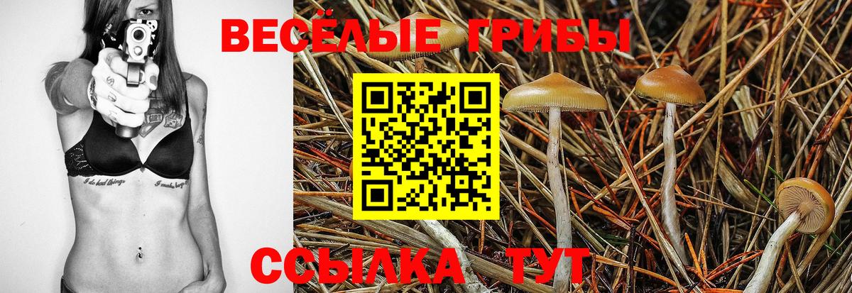 Псилоцибиновые грибы Psilocybe  Вход с VPN  Семилуки 